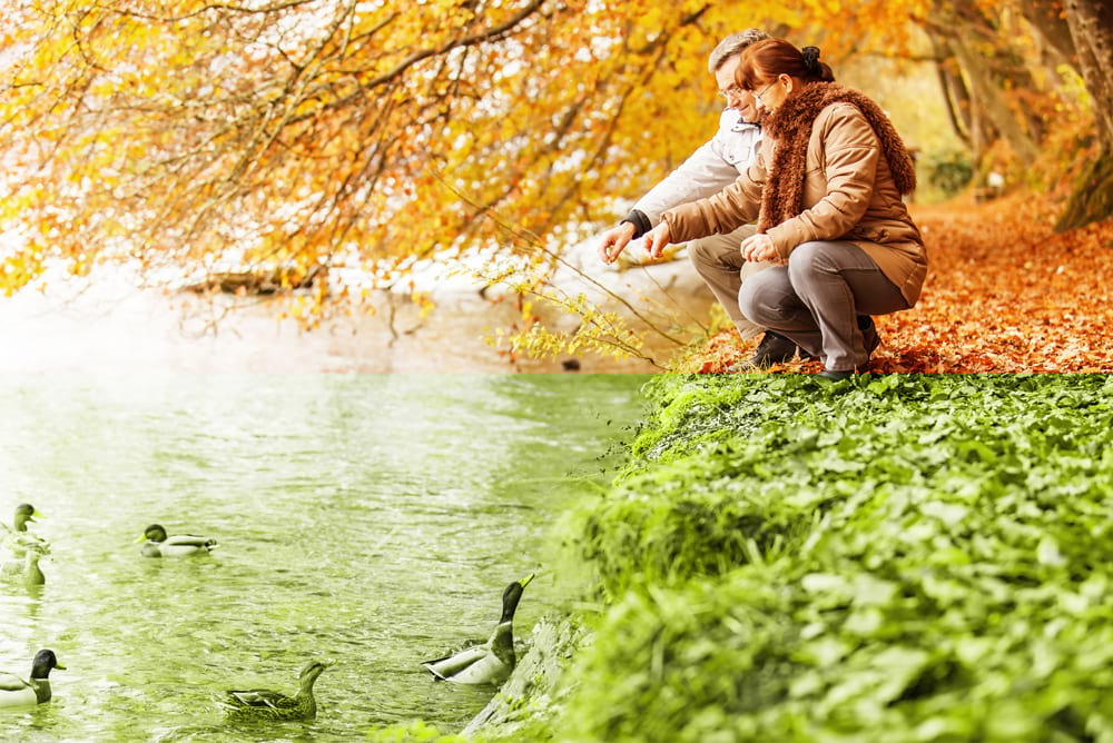 side-pic-benefits couple-feeding-ducks