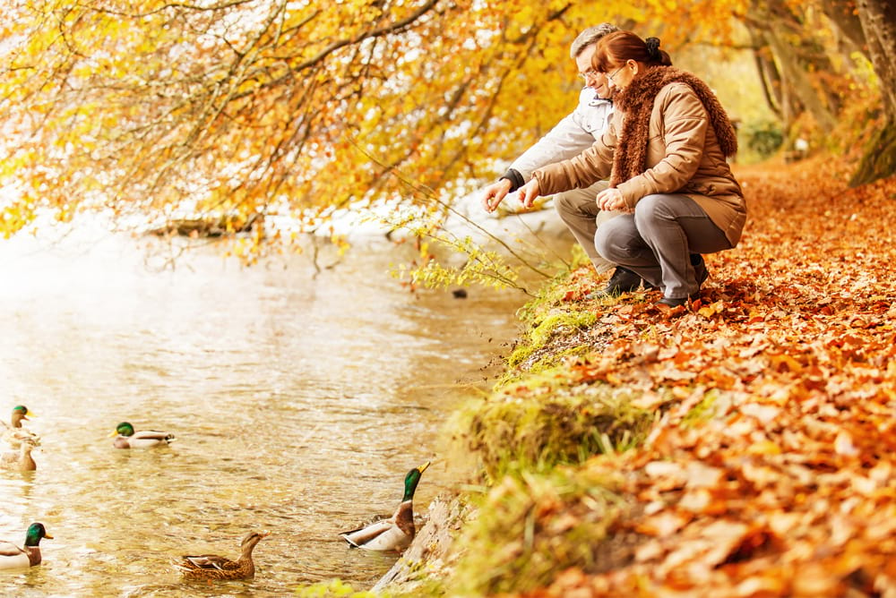 couple-feeding-ducks